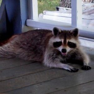 Meet your Posher, Steve